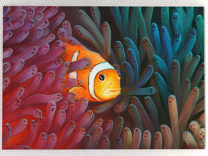 Paranoid Clownfish - Magnet